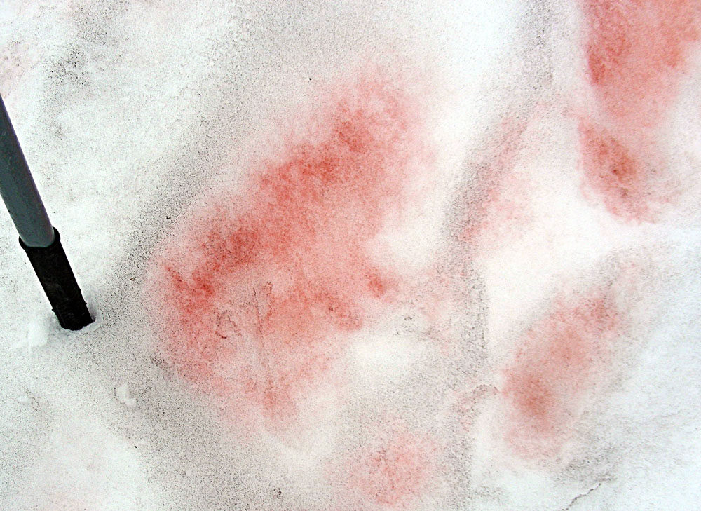 Neige colorée de rose par des algues dans le massif des Tantalus, en Colombie-Britannique