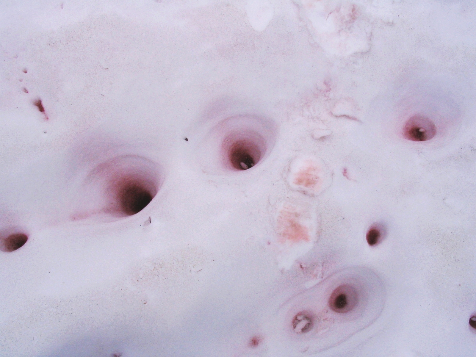 Petites dépressions dans un névé présentant des concentrations de neige rosée